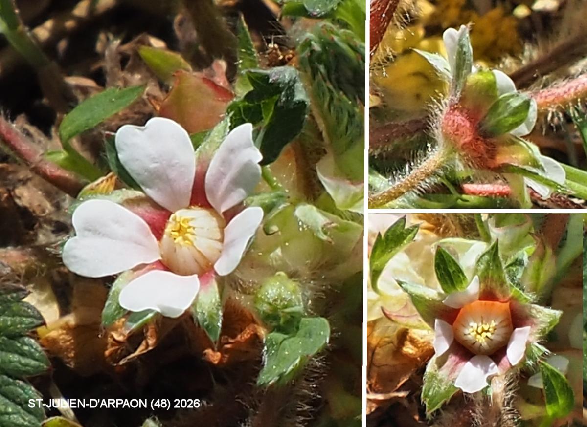 Cinquefoil, [Small-flowered] flower